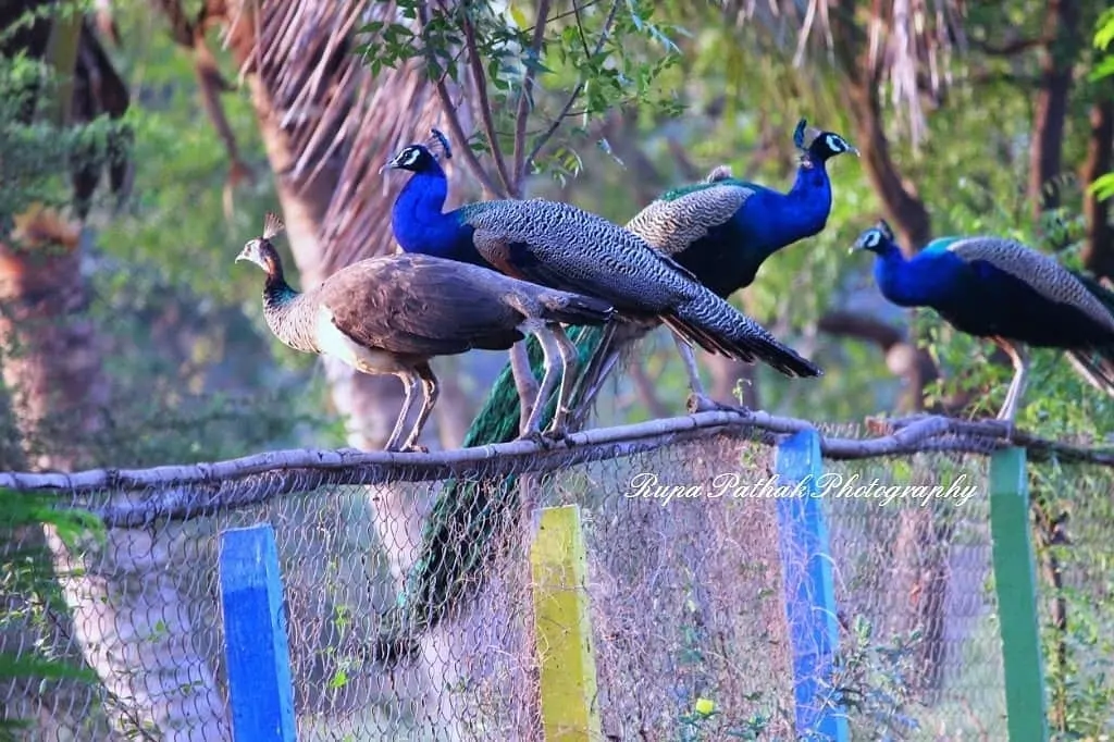 peacocks and morachi chincholi